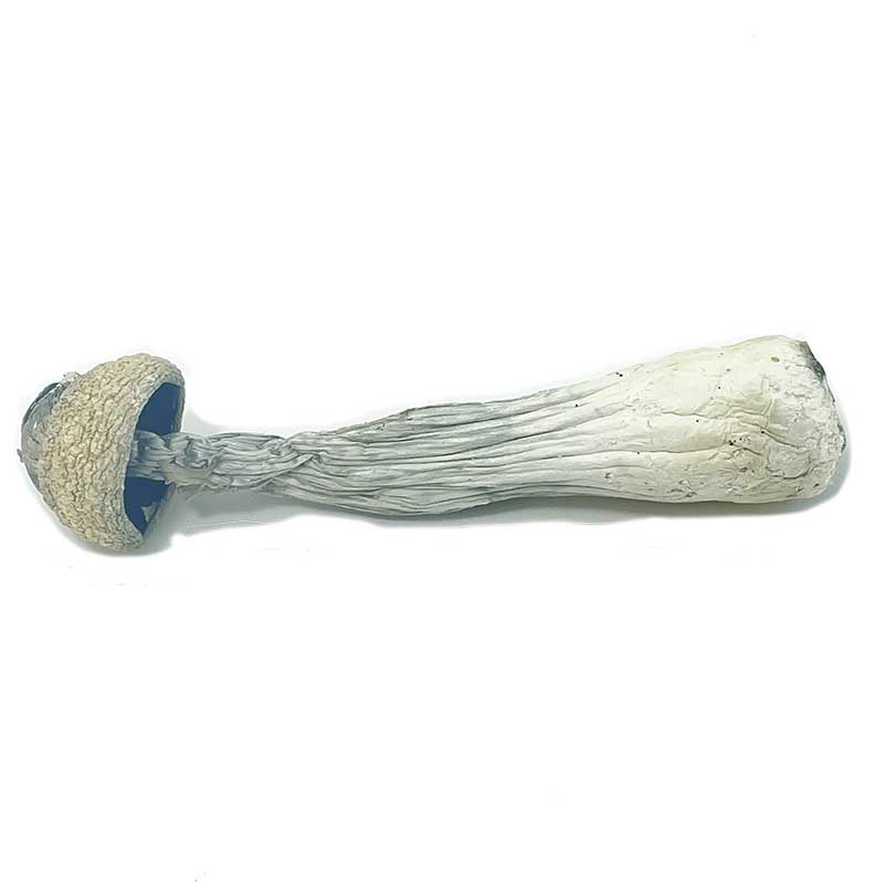 Albino Penis Envy Mushrooms