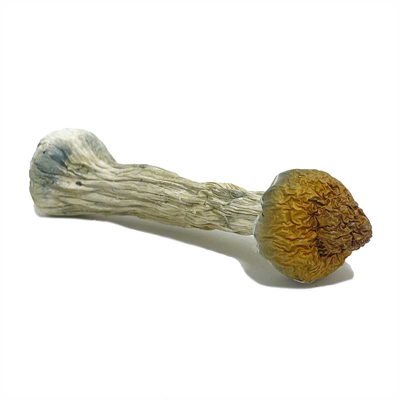 Penis Envy Magic Mushrooms