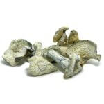 Albino Malabar Magic Mushrooms
