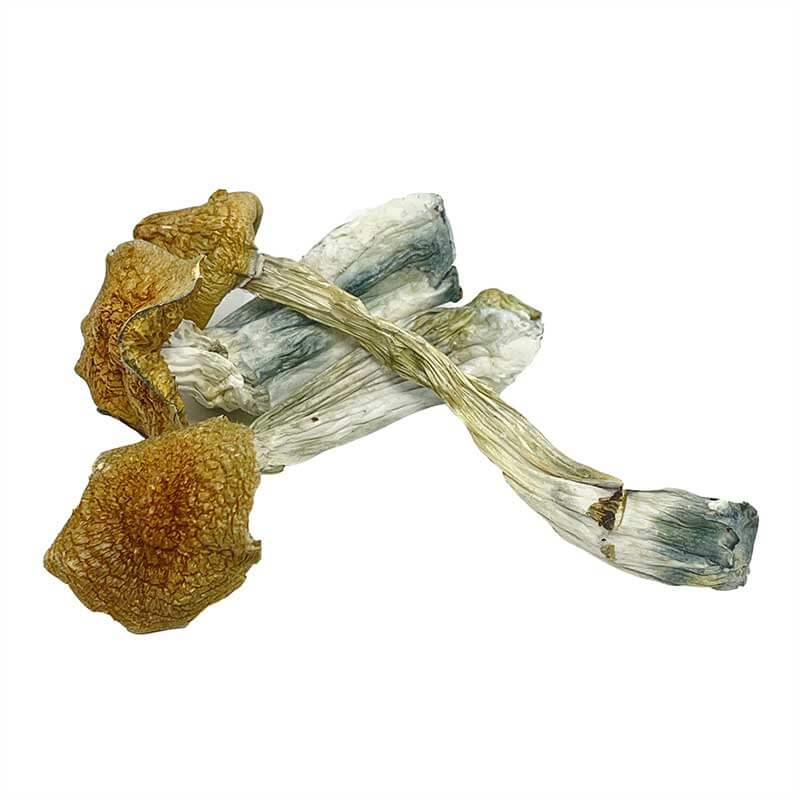 African Transkei Magic Mushrooms