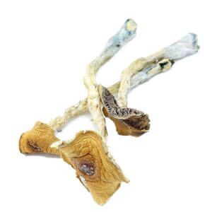 Texas Penis Envy Mushrooms