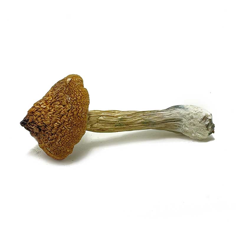 costa rica magic mushrooms