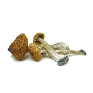 costa rica magic mushrooms