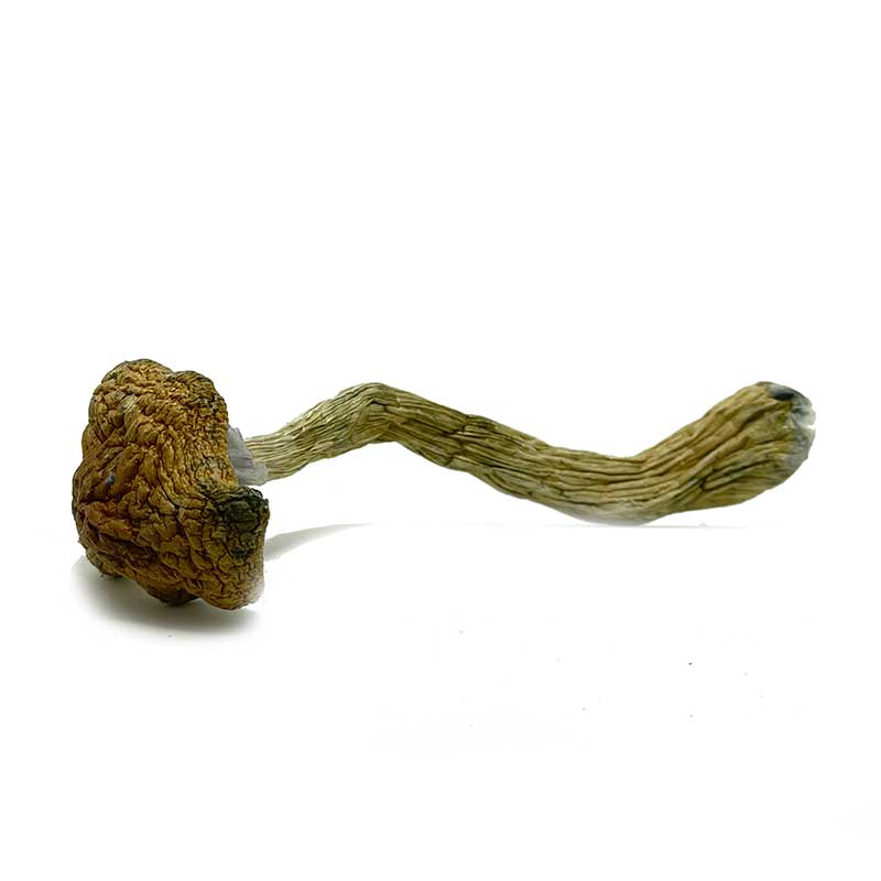 vietnamese magic mushrooms