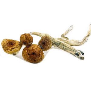 blue angel mushrooms