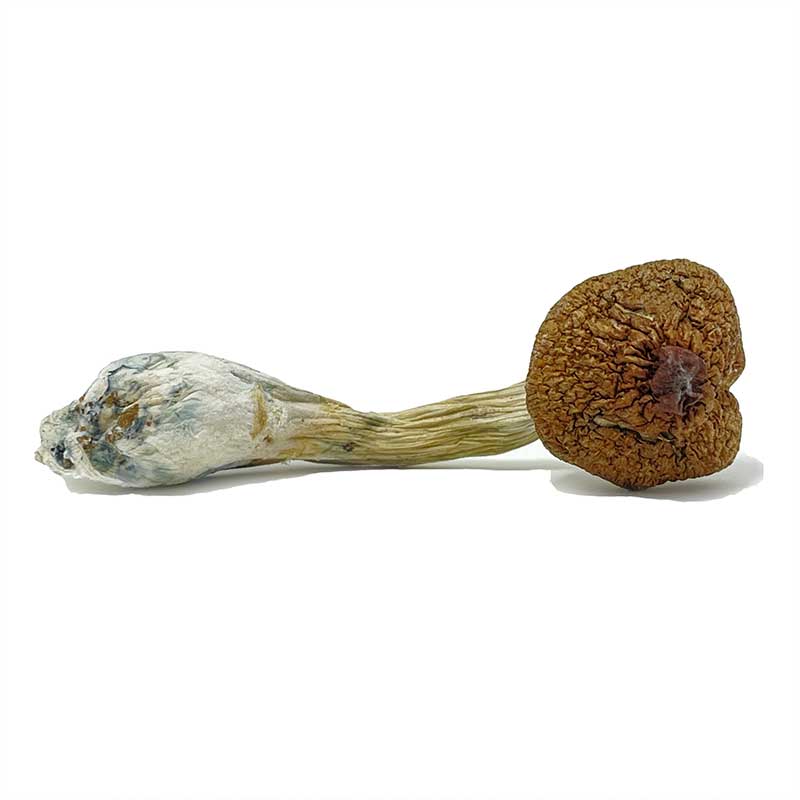 Ecuadorian Mushrooms