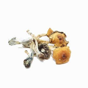 puerto rican mushrooms