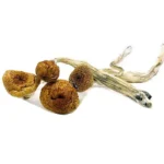 Blue Pulaski Magic Mushrooms