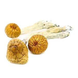 cambodian mushrooms