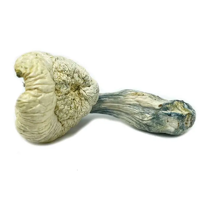 great white monster mushroom