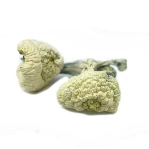 great white monster mushroom