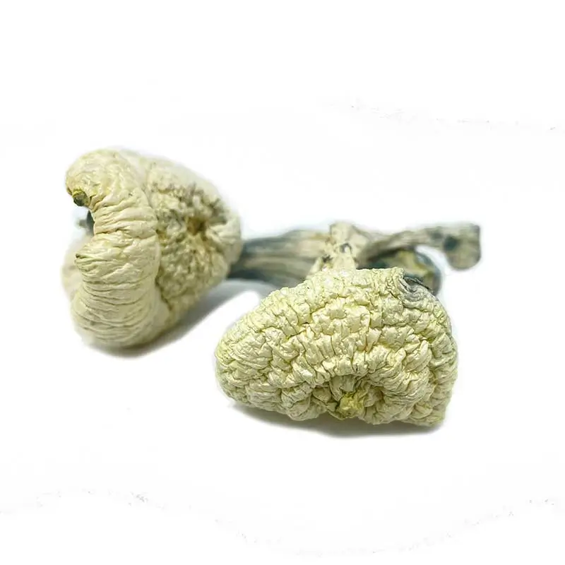 great white monster mushroom