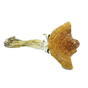 huatla-mushrooms