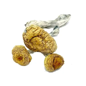 Mazatapec Mushroom