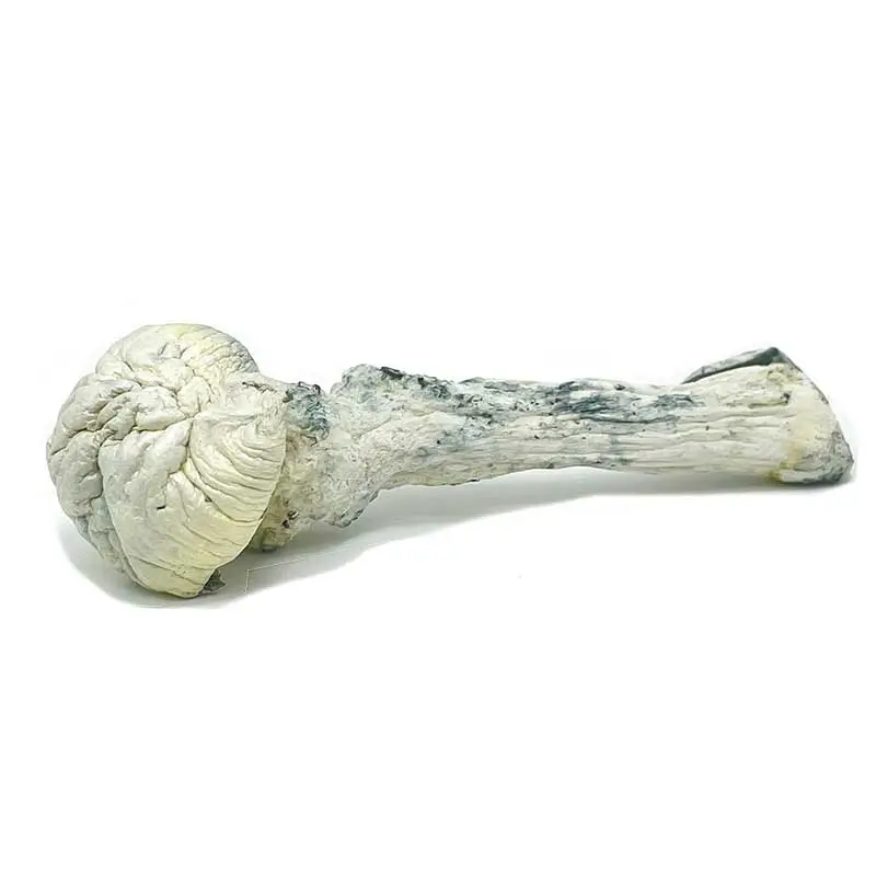 Rusty White Mushroom