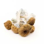 Texas Yellow Cap Mushroom