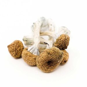 Texas Yellow Cap Mushroom