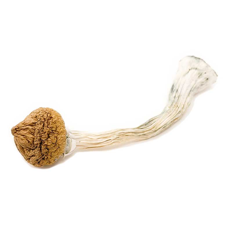 Texas Yellow Cap Mushroom