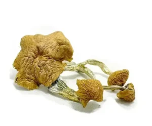 thai elephant dung mushrooms​